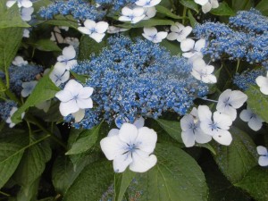 CIMG0781