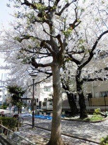 花見１